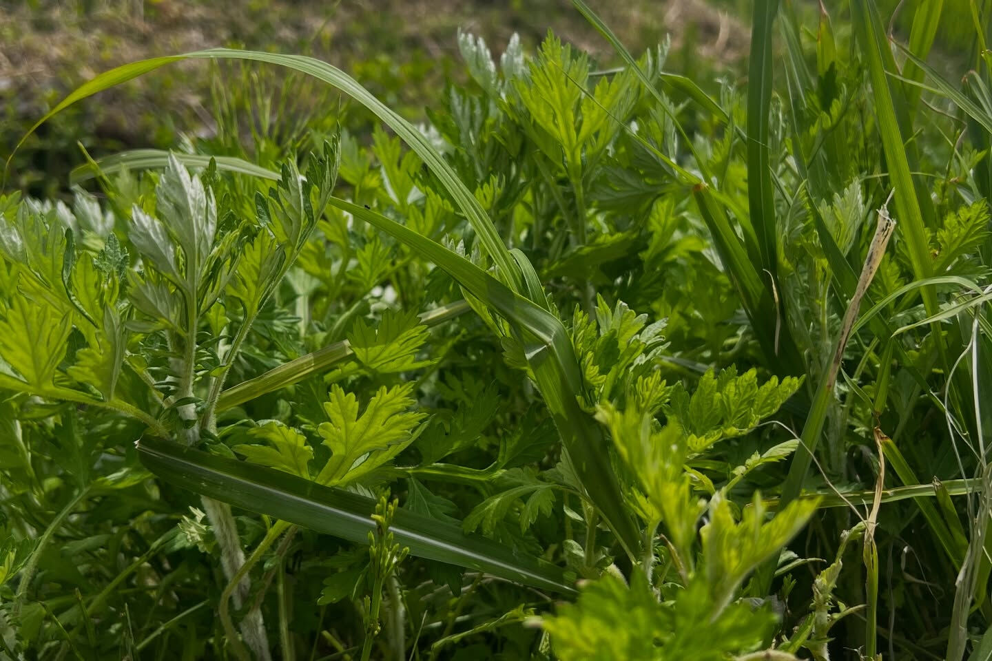フランスを代表するオーガニック植物療法ブランドHerbiol