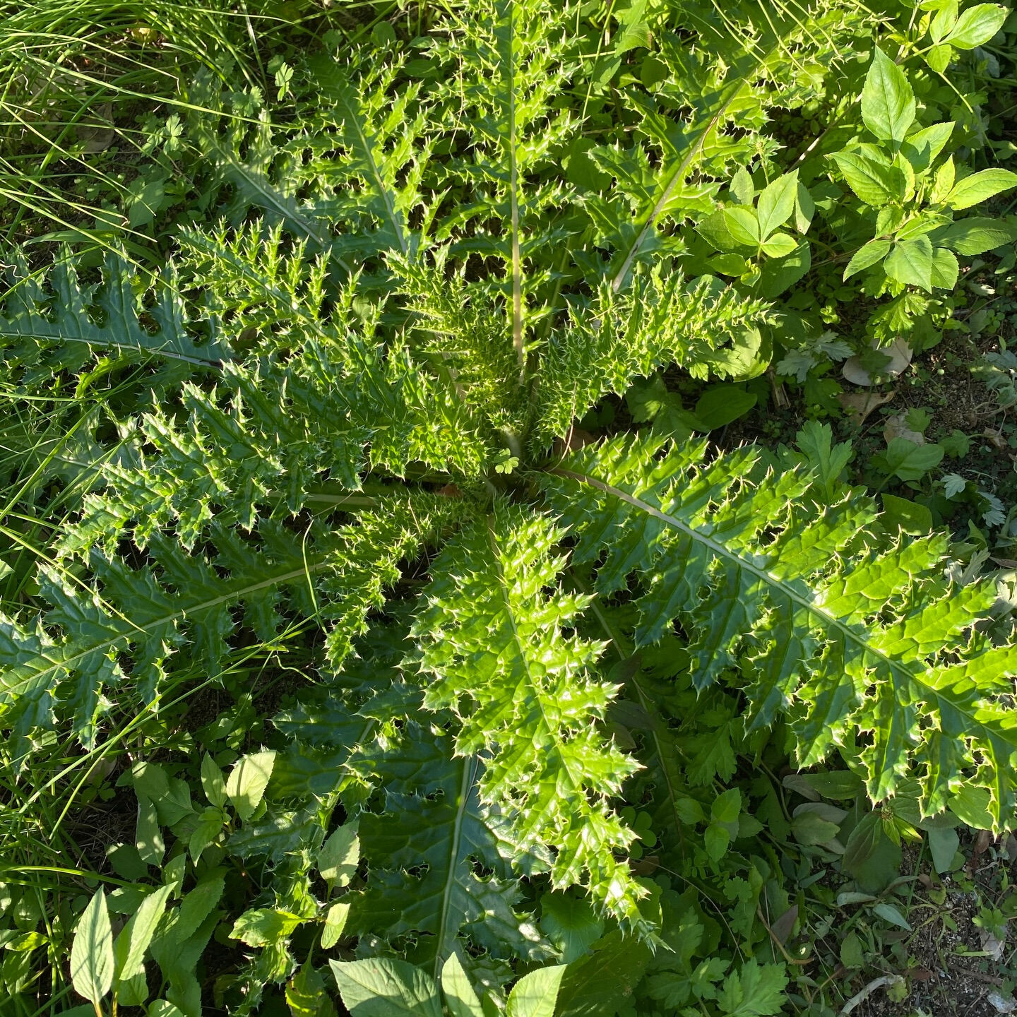 植物は、水の構造を変えて「水を進化させる」のだそうです