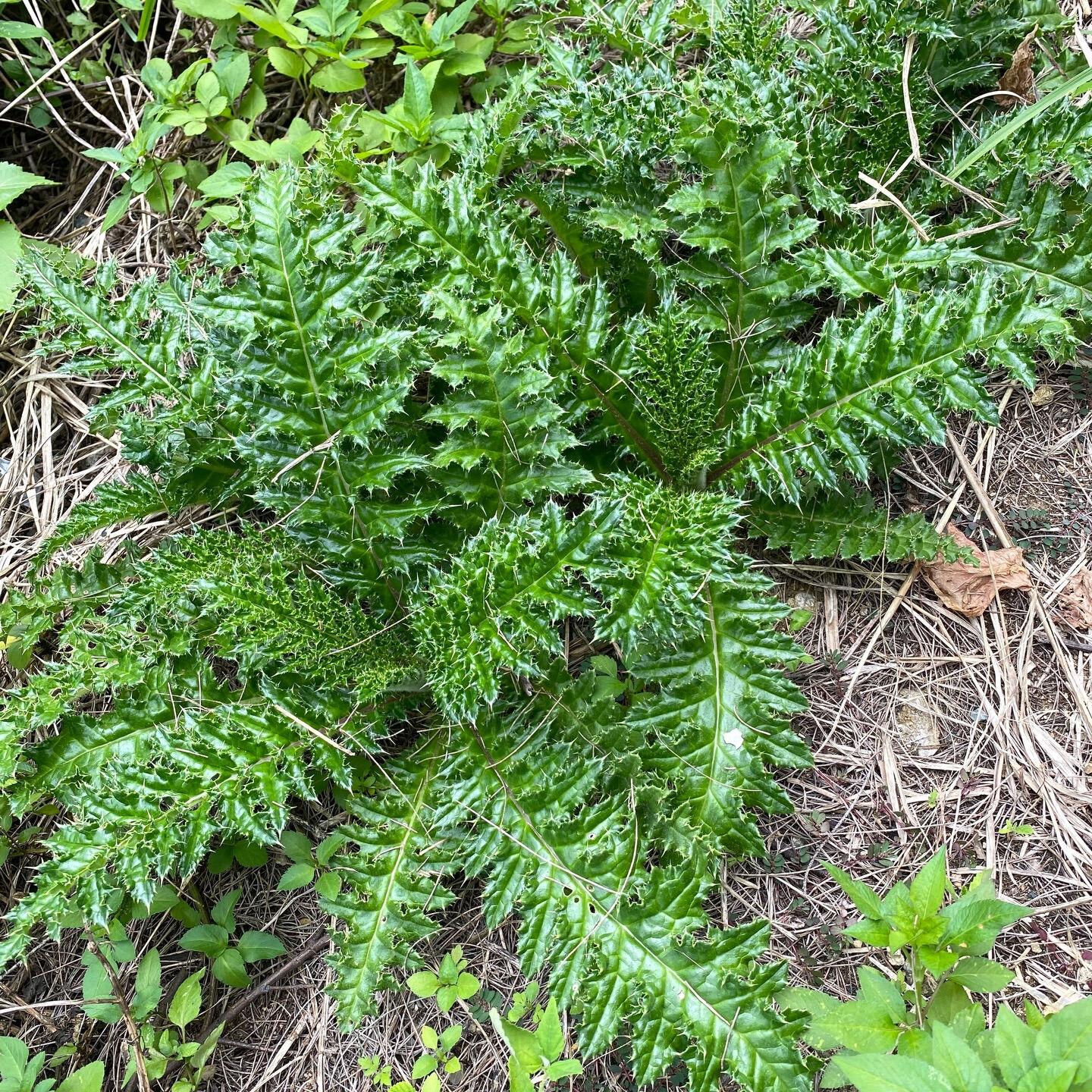 植物は、水の構造を変えて「水を進化させる」のだそうです