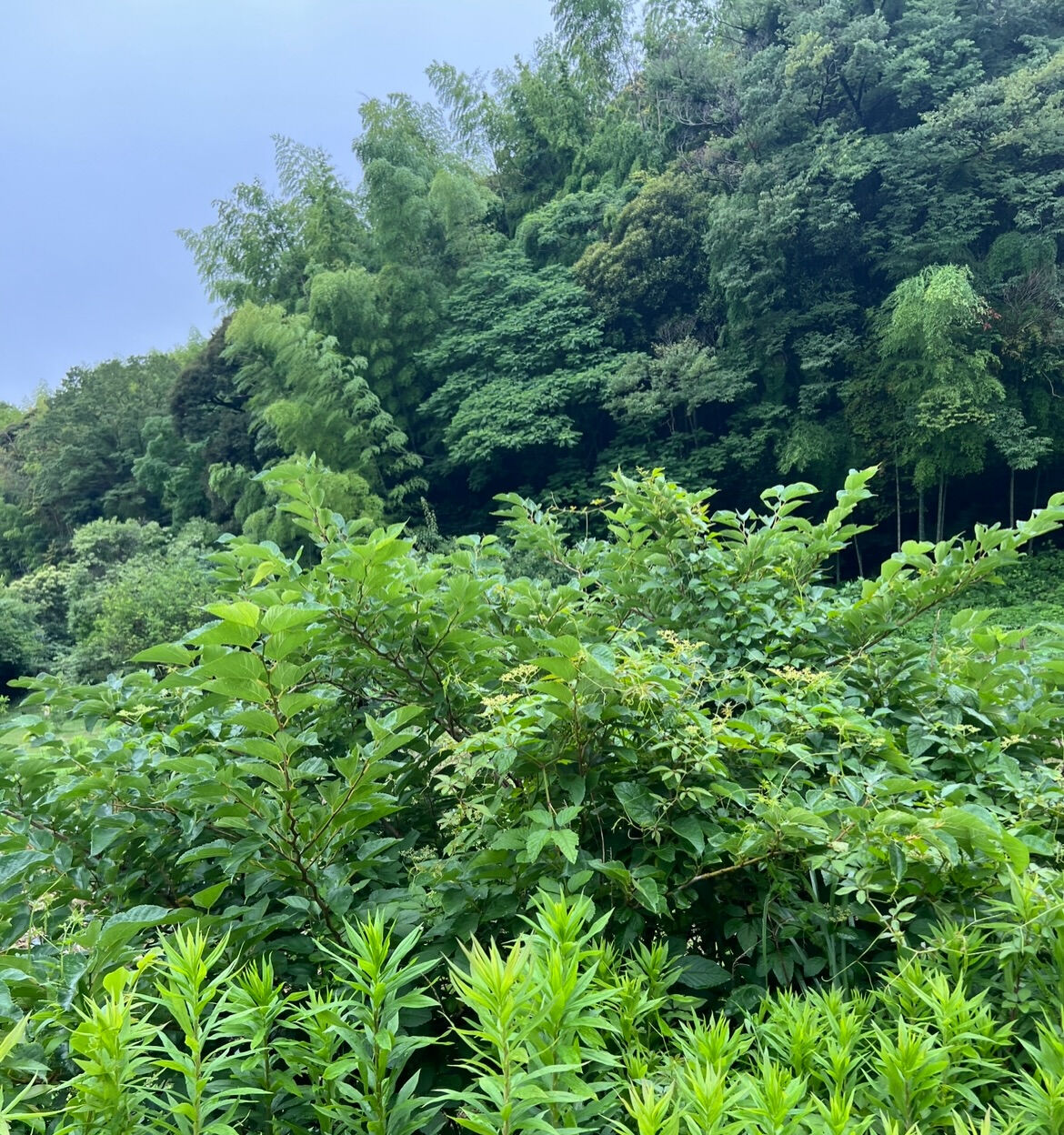 消化について考えてみる