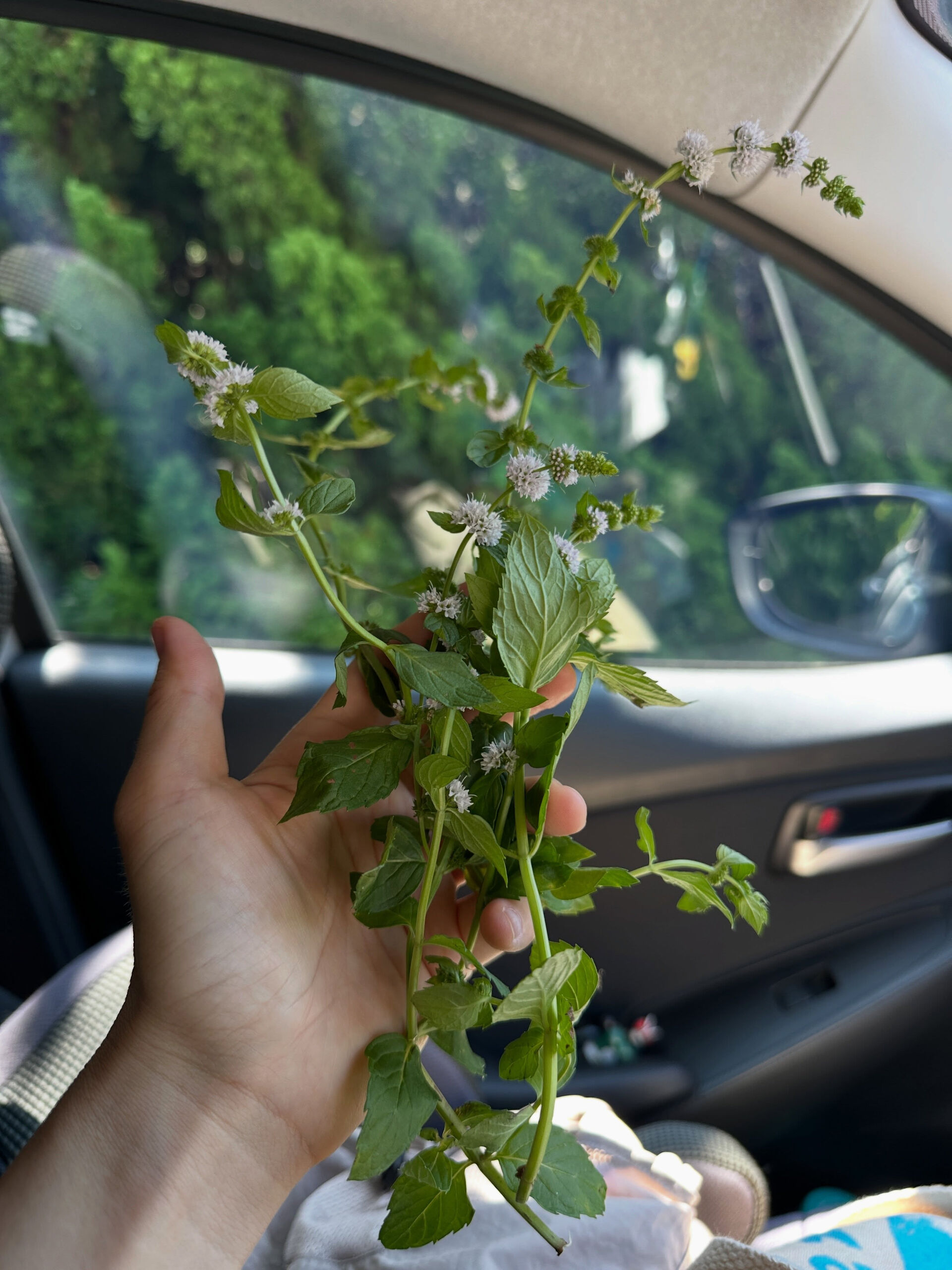 ミントはドライブと相性のよいハーブ🌿