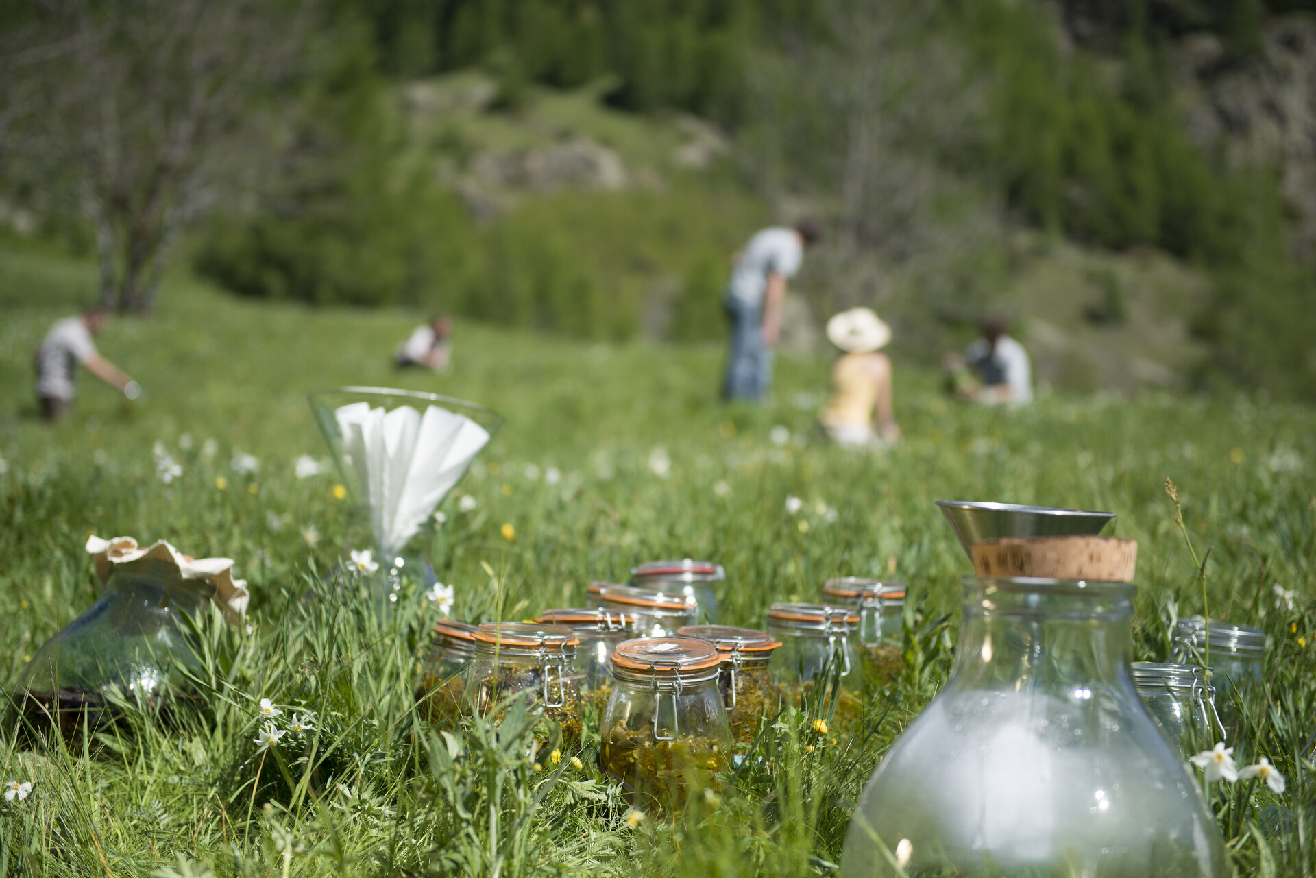 Acanthis-23.05.2014-52